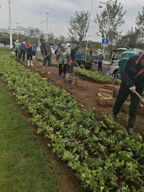 园林中心冒雨施工 加速推进城区绿化工程